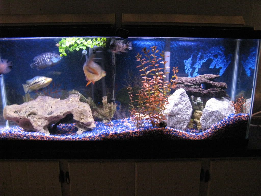 new here my tanks