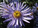Aster 09.15.2010