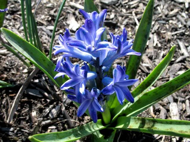 Hyacinth 04.02.2010