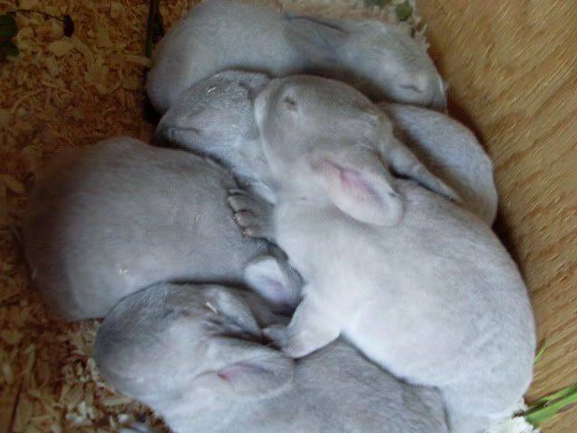 Kit color help please? (Pics included) - Rabbits
