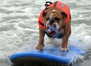 5845-perros_surf.jpg