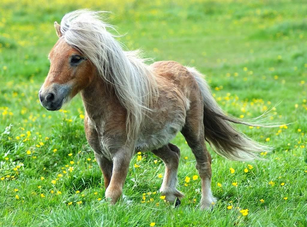 pony Pictures, Images and Photos