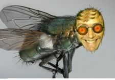  photo HOUSEFLYGARYSMALL.jpg