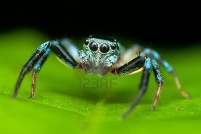 8430682-a-jumping-spider-with-metalic-blue-color.jpg