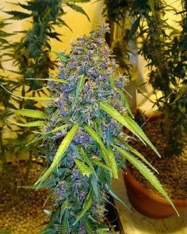 Pics Of Weed Buds. Marijuana | Gaia Online
