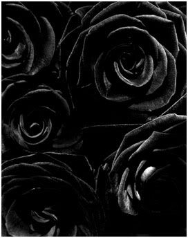 black roses Pictures, Images and Photos