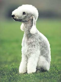 bedlington_terrier_03a.jpg