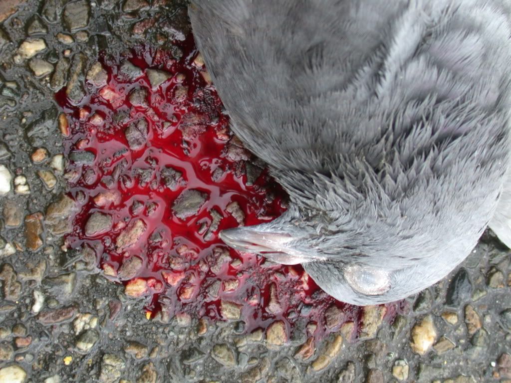 dead pigeon dead pigeon
