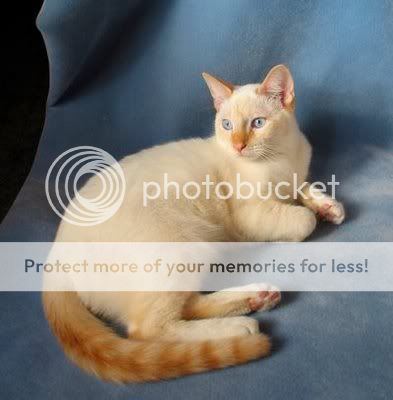 flame-point-siamese-cat-bonsaibu-1.jpg picture by SeriestaSalamare
