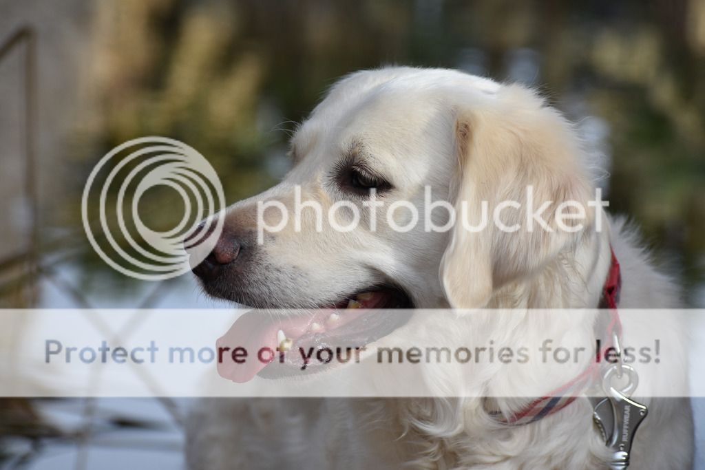 Photobucket - Video and Image Hosting